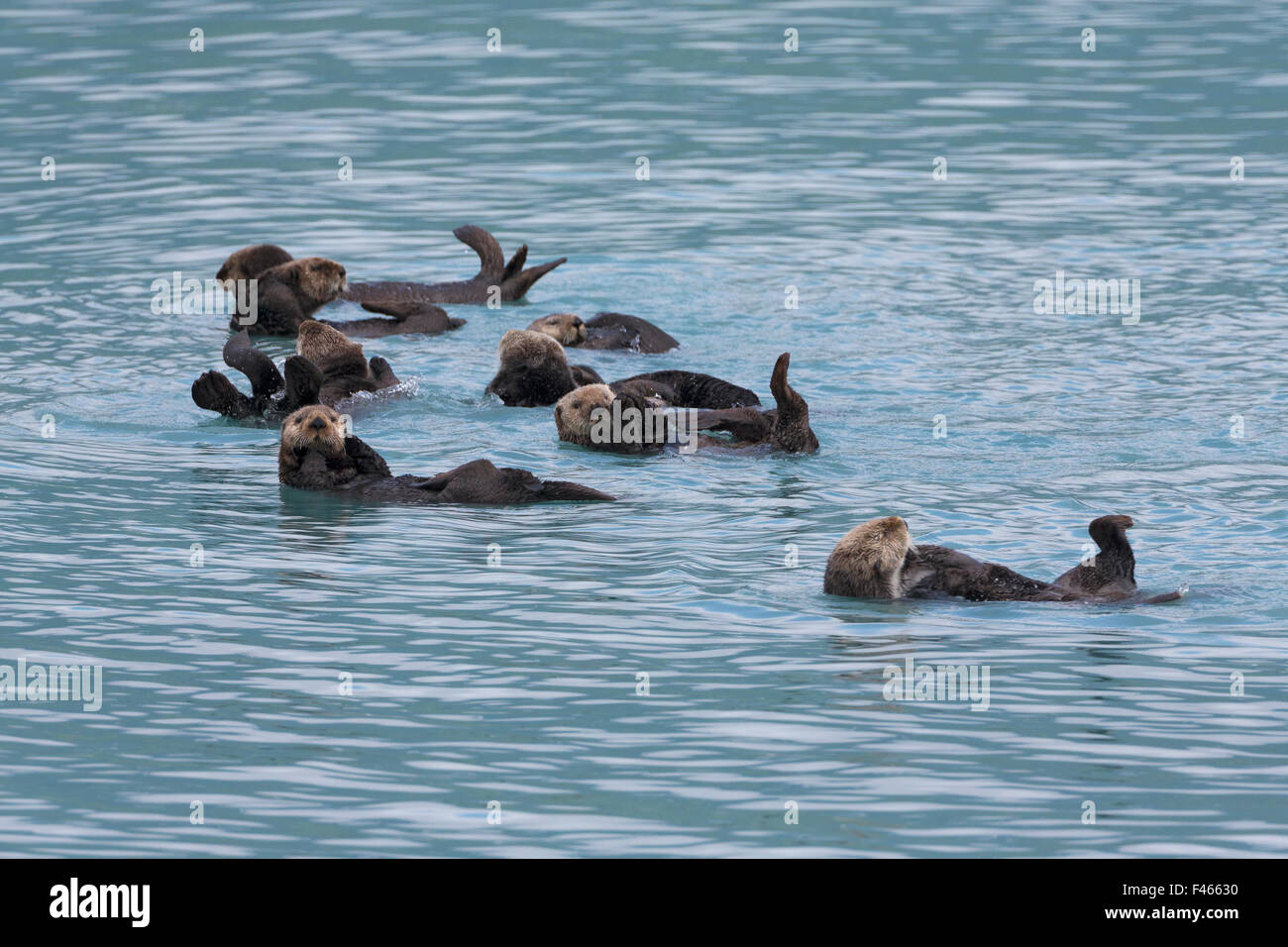 Sea Otter (Enhydra lutris) gruppo zattera galleggiante sul loro dorso, Prince William Sound, Alaska, Stati Uniti d'America. Giugno. Foto Stock