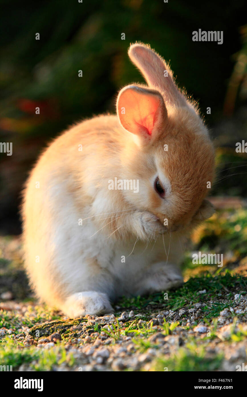 Feral coniglio domestico (oryctolagus cuniculus) di pulizia il suo volto, Okunojima isola, conosciuta anche come isola dei Conigli, Hiroshima, Giappone. Foto Stock