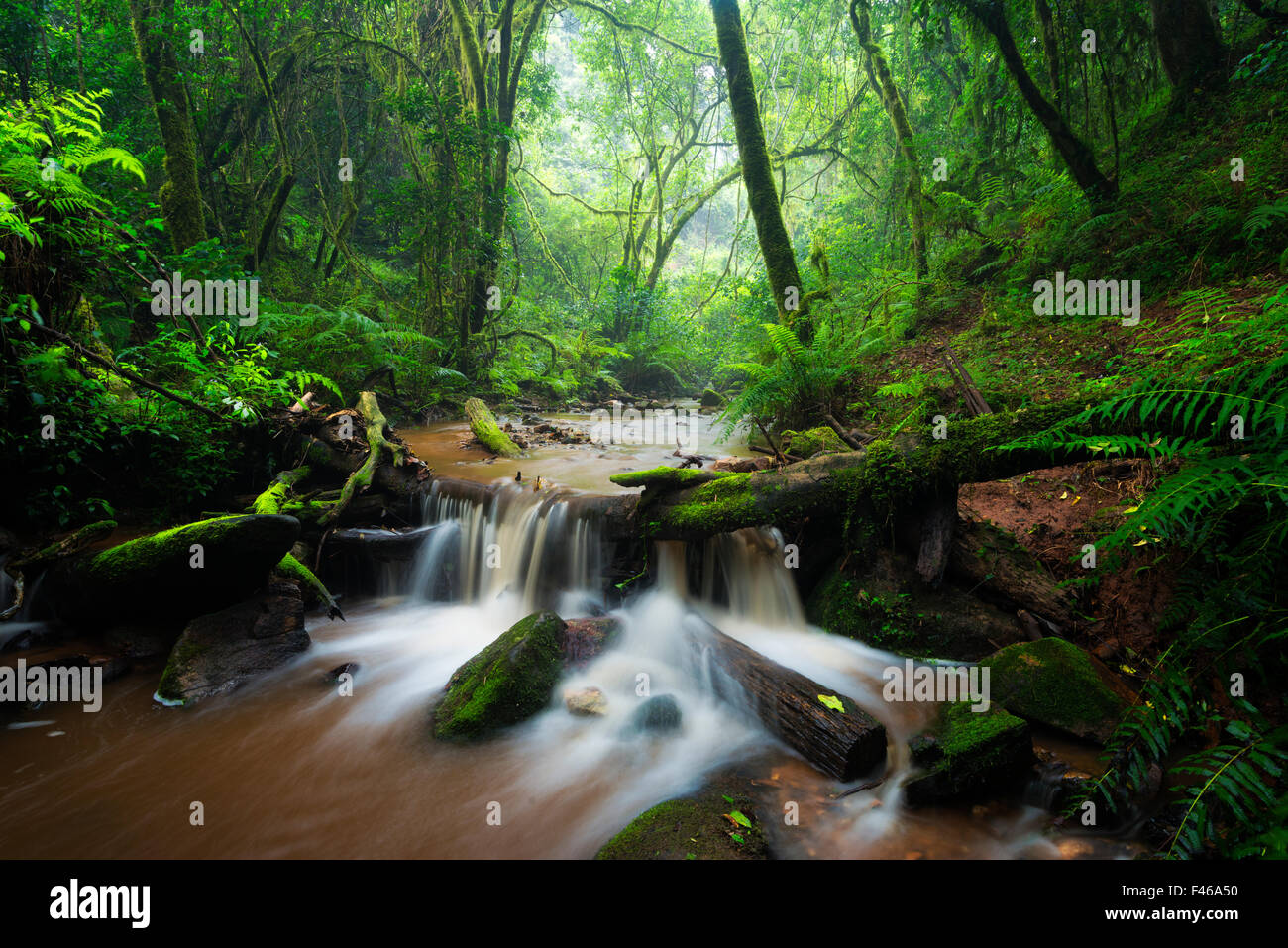 Flusso nella fitta foresta verde. Debengeni Falls, Magoebaskloof, Limpopo, Sud Africa. Marzo 2013. Non-ex. Foto Stock