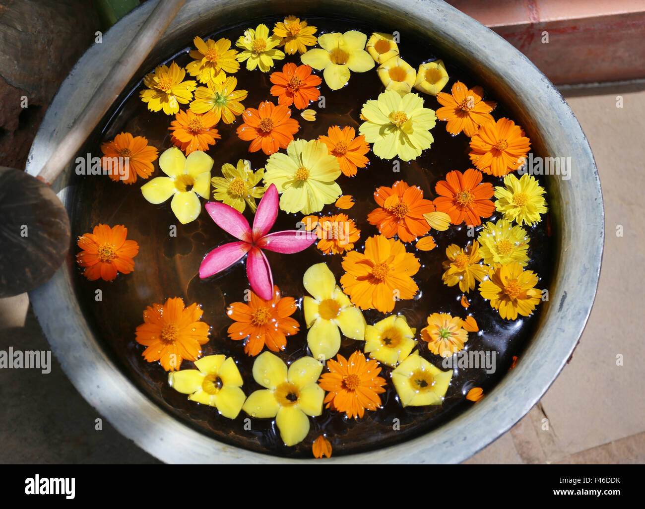 Bellissimi fiori in un vaso presso la spa salone Foto Stock