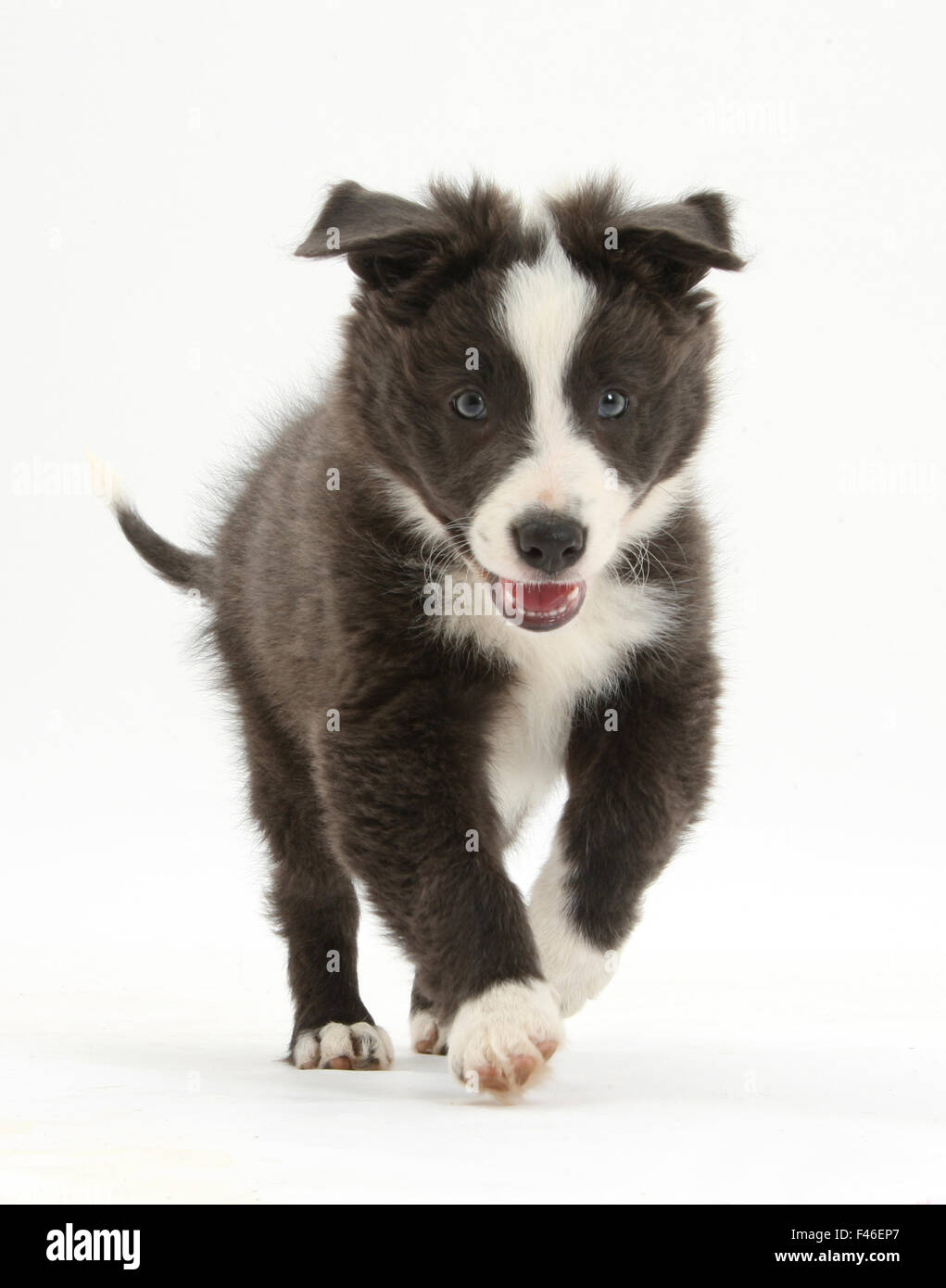 Blu e bianco Border Collie puppy in esecuzione in avanti. Foto Stock