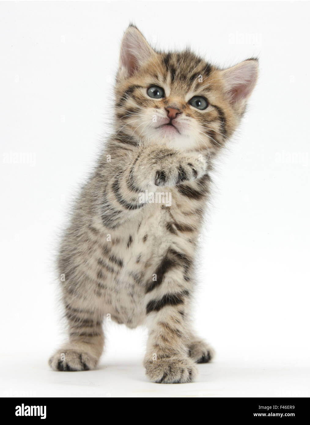 Giocoso tabby kitten, Stanley, 6 settimane. Foto Stock