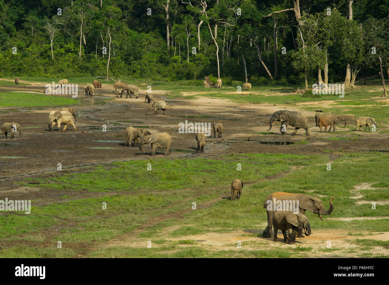Foresta Africana elefante africano (Loxodonta africana cyclotis), visitando Dzanga Bai, Dzanga-Ndoki National Park, Repubblica Centrale Africana Foto Stock