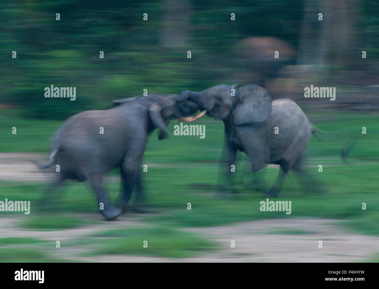 Foresta Africana elefante africano (Loxodonta africana cyclotis) tori risparmiando, movimento sfocate, Dzanga-Ndoki National Park, Repubblica Centrale Africana Foto Stock