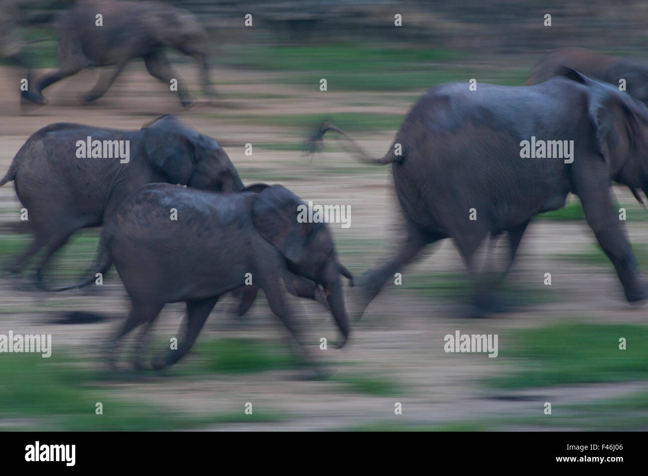 Foresta Africana elefante africano (Loxodonta africana cyclotis) in esecuzione attraverso Dzanga Bai in prima serata, Dzanga-Ndoki National Park, Repubblica Centrale Africana Foto Stock