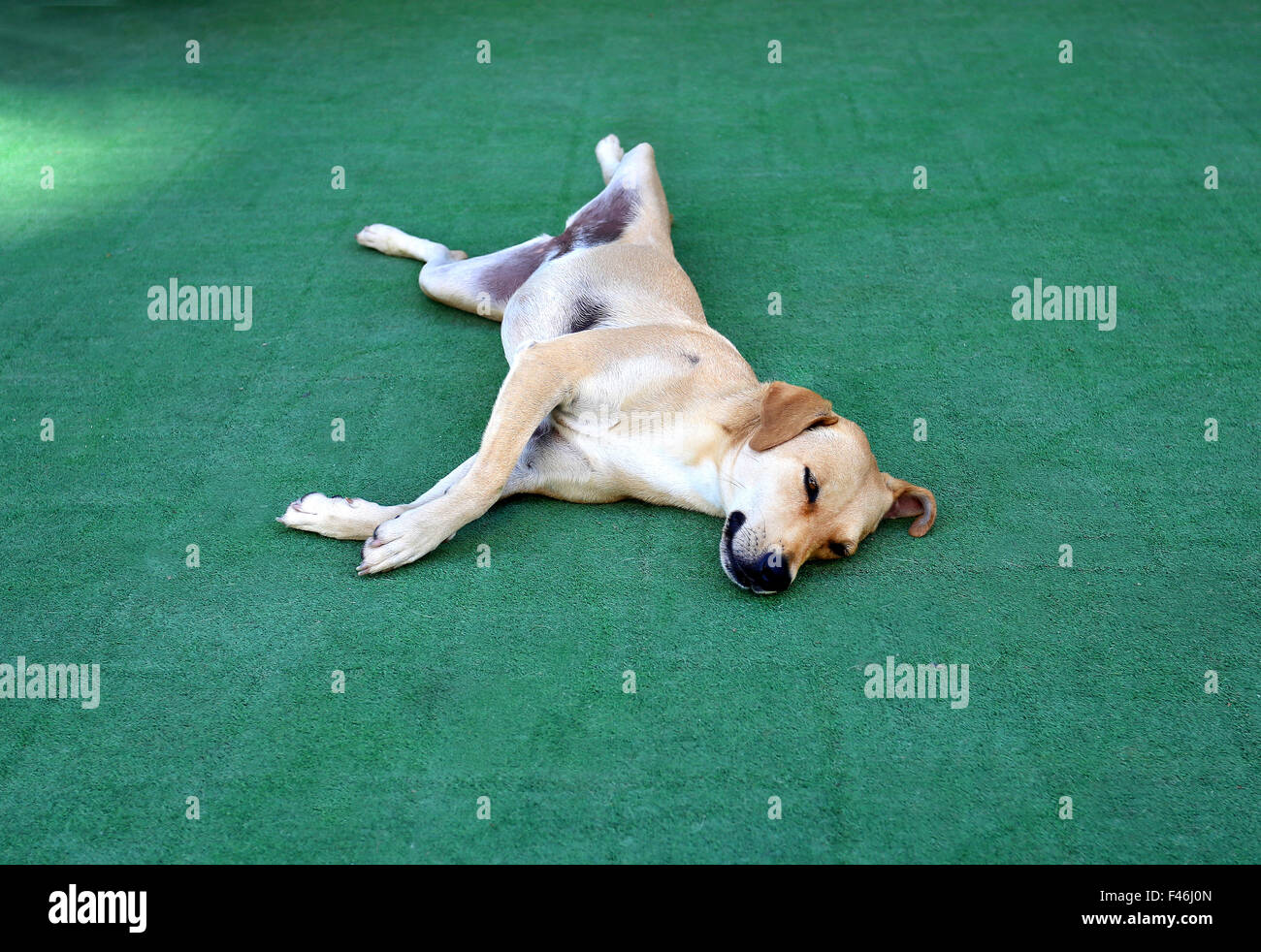Bello cane in appoggio sul tappeto verde Foto Stock