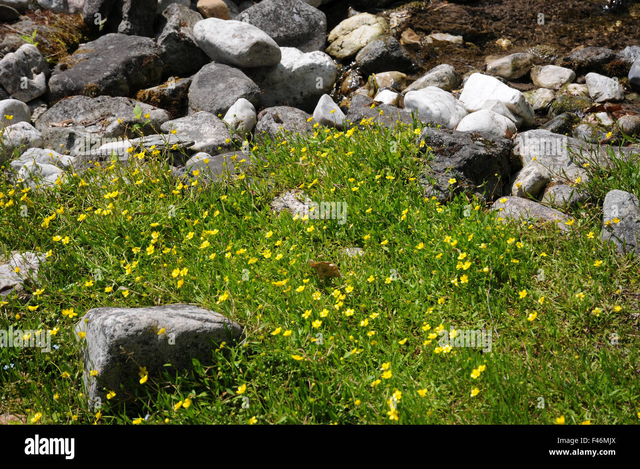 Creeping spearwort Foto Stock