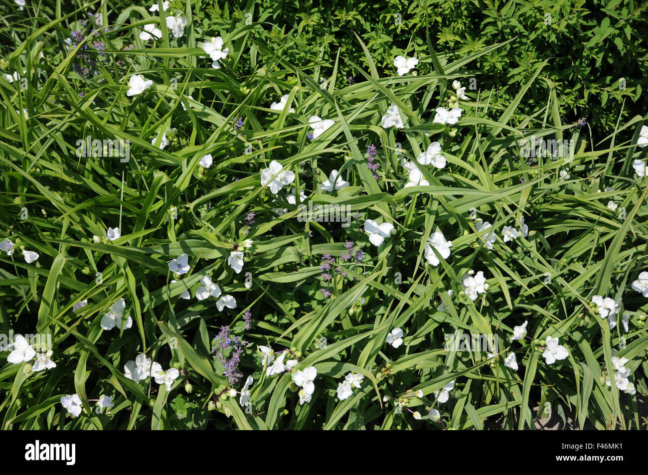 Virginian spiderwort Foto Stock