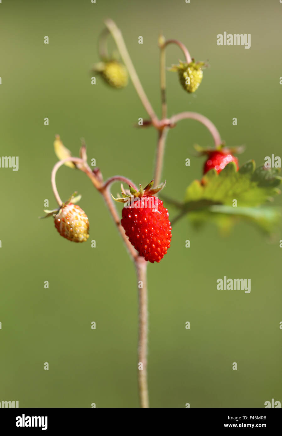 Deliziosi frutti di bosco fragola fotografato vicino fino Foto Stock