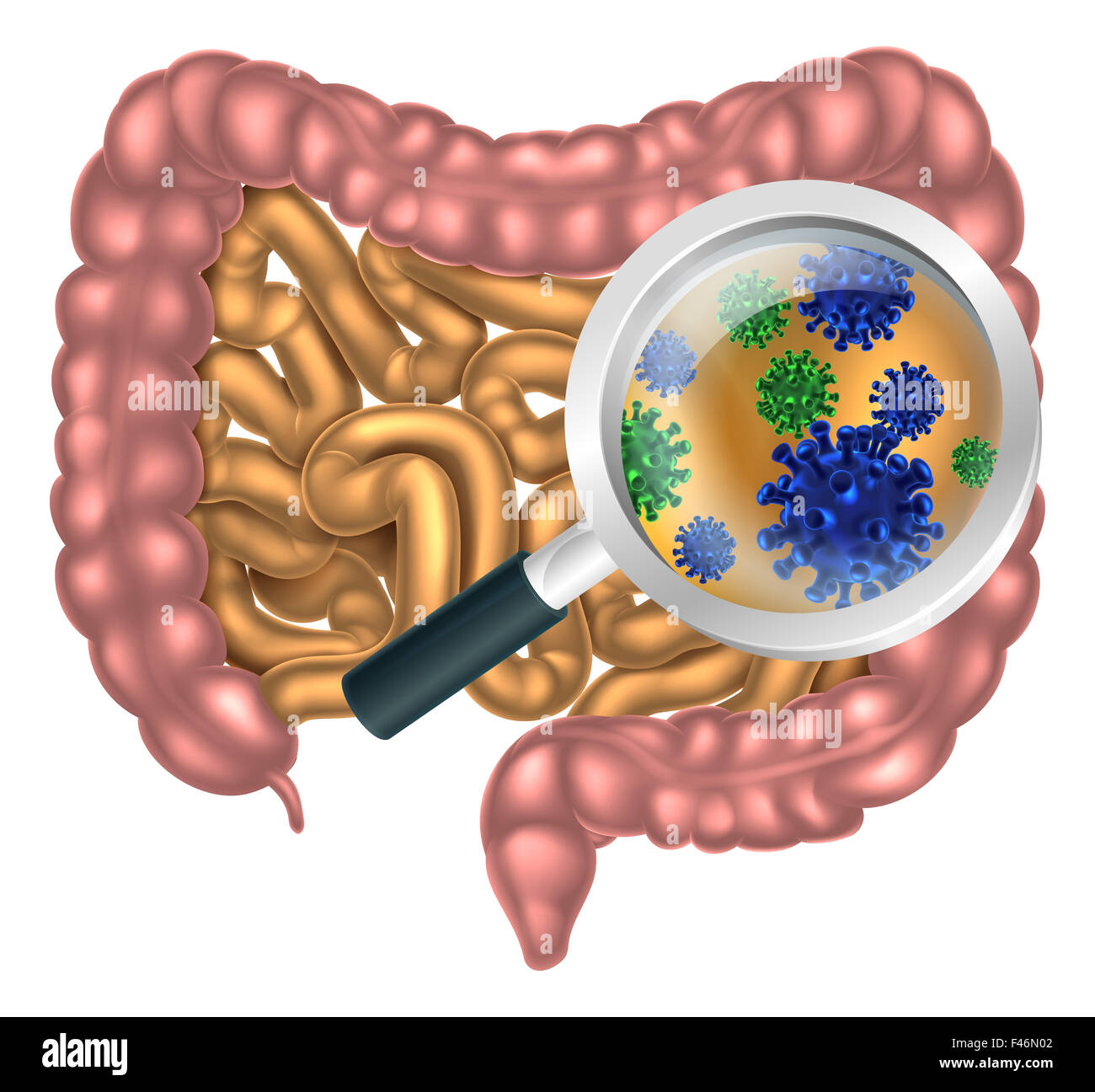 Lente di ingrandimento focalizzata sull'apparato digestivo umano, il tubo digerente o il canale alimentare che mostra i batteri o i virus delle cellule. Cou Foto Stock