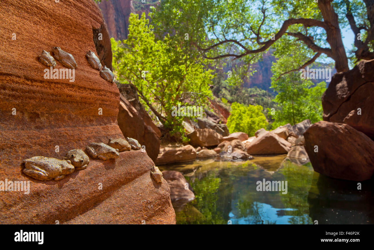 Canyon Rane di albero (Hyla arenicolor) vicino laghetto lungo il basso raggiunge di Pine Creek, Parco Nazionale Zion, Utah, USA, Giugno Foto Stock