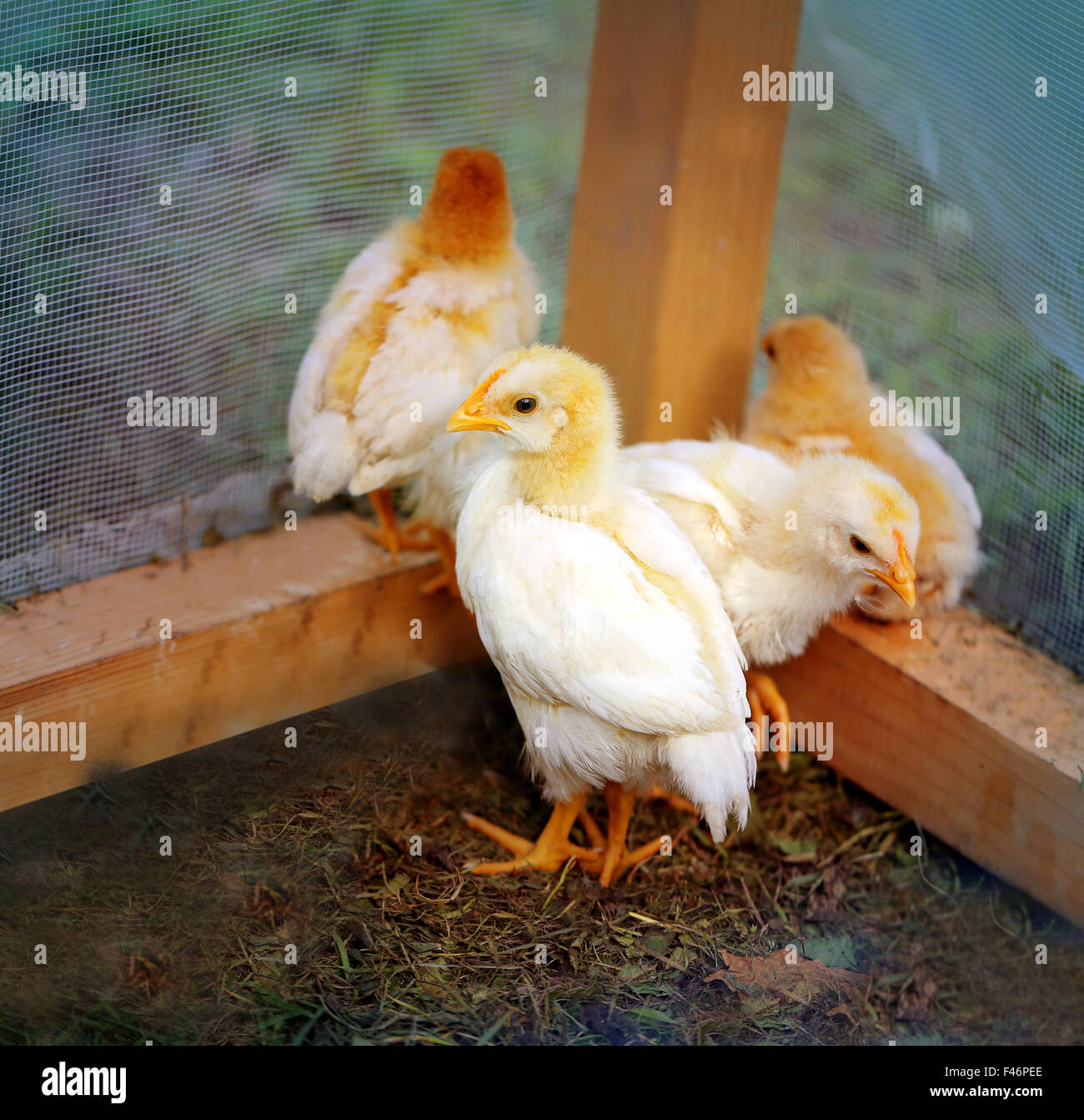 Bel colore giallo di polli in una fattoria fotografato vicino fino Foto Stock