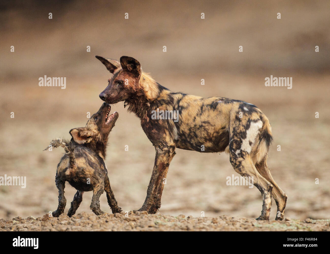 African Wild Dog (Lycaon pictus) sottomesso di accattonaggio da un pup, Parco Nazionale di Mana Pools, Zimbabwe, Ottobre 2012 Foto Stock
