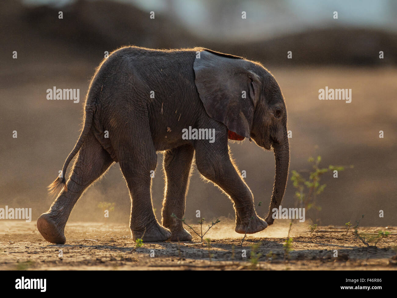Elefante africano (Loxodonta africana) i bambini molto piccoli a piedi profilo, Parco Nazionale di Mana Pools, Zimbabwe, Ottobre 2012 Foto Stock