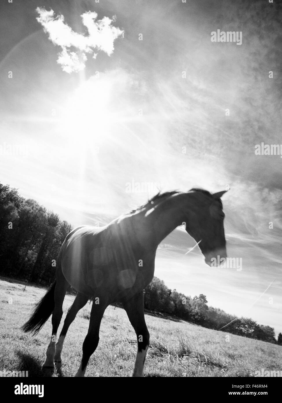 Un cavallo in un campo recintato, Svezia. Foto Stock