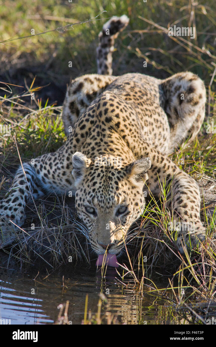 Leopard (Panthera pardus) ritratto di singoli di bere, Okavango Delta, Botswana Foto Stock