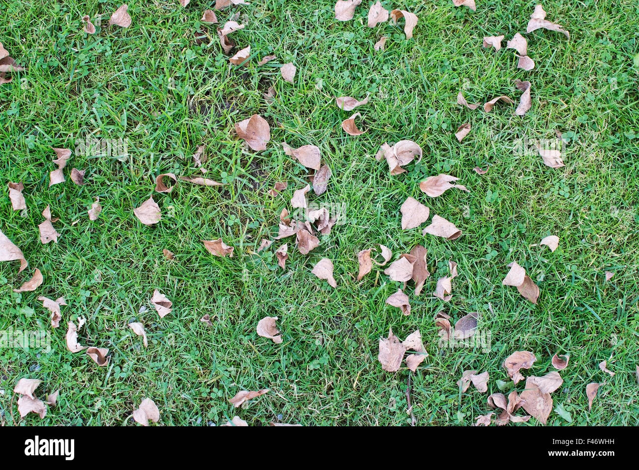 Prato verde e marrone caduto foglie secche in Svezia nel mese di ottobre. Foto Stock