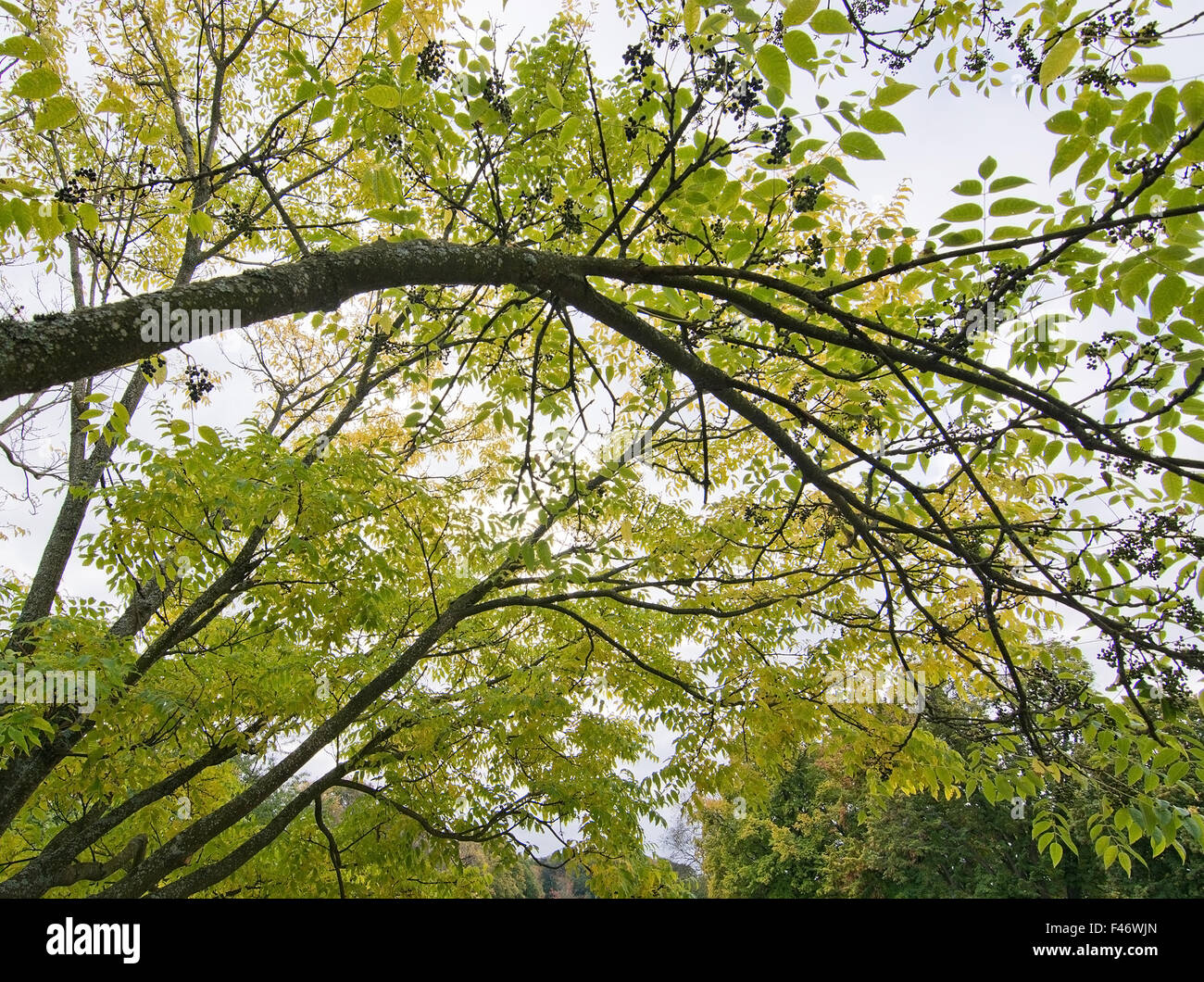 Sughero Amur i rami degli alberi contro il cielo in Svezia nel mese di ottobre. Foto Stock