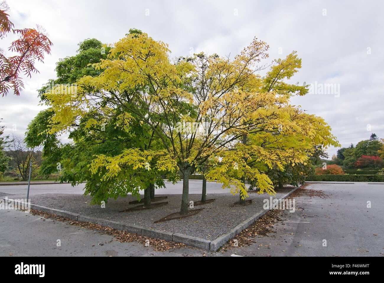 Amur albero di sughero in un parcheggio in Svezia nel mese di ottobre. Foto Stock