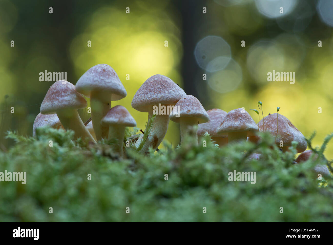 Ciuffi di zolfo (Hypholoma fasciculare), Emsland, Bassa Sassonia, Germania Foto Stock