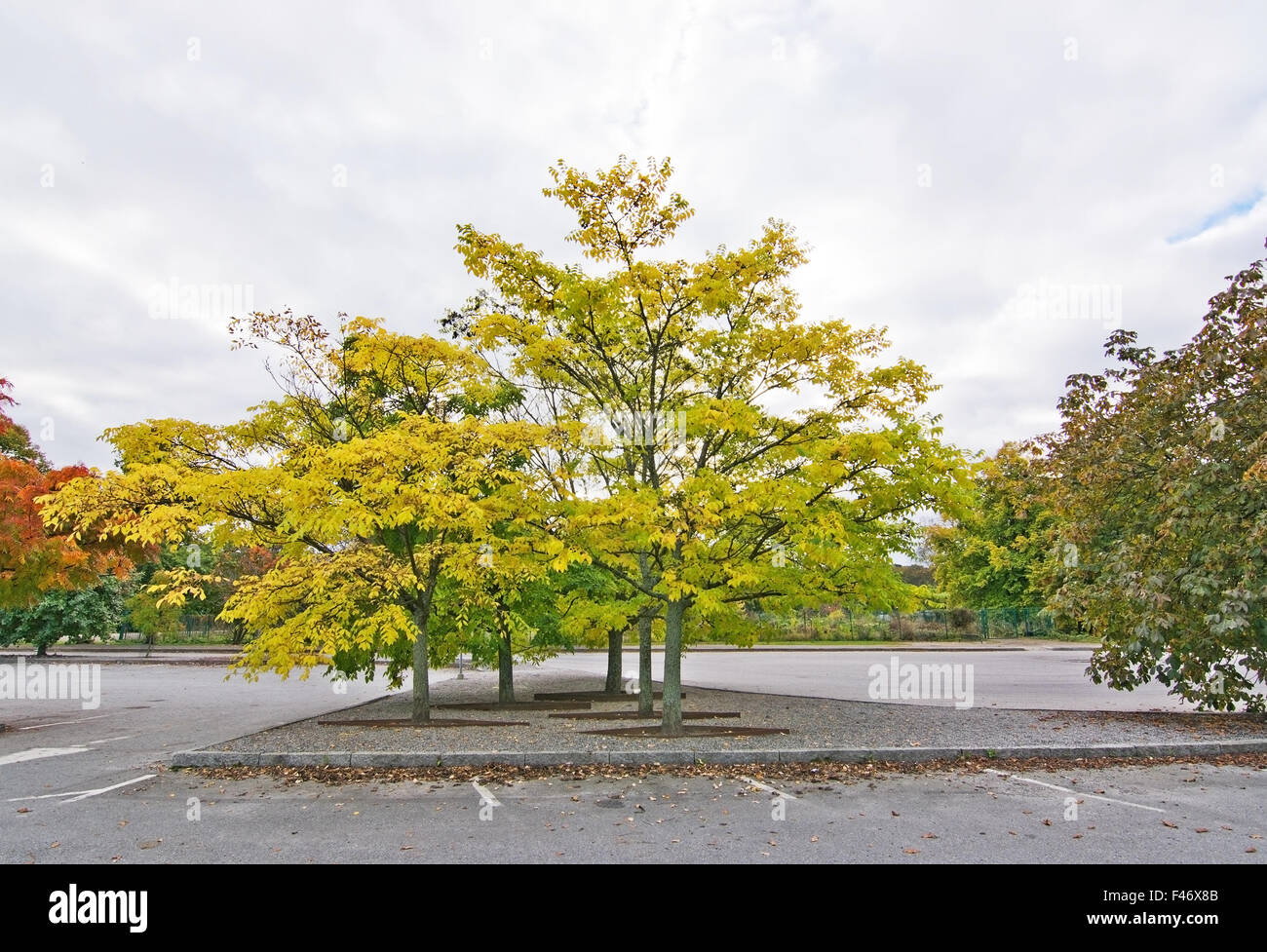 Amur albero di sughero in un parcheggio in Svezia nel mese di ottobre. Foto Stock