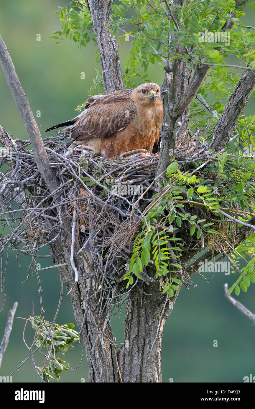 Dalle lunghe gambe poiana (Buteo rufinus) femmina nel nido, proteggendo la sua prole, Pleven Provincia, Bulgaria Foto Stock