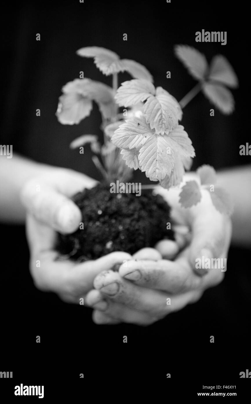 Un impianto di fragole selvatiche in una mano, close-up. Foto Stock