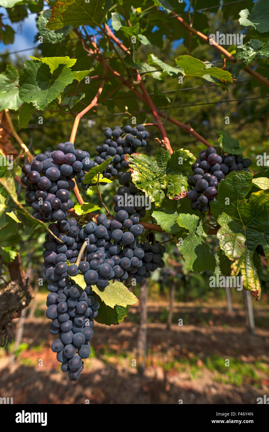 Mature uve blu su vitigni, Kenzingen-Hecklingen, Baden-Württemberg, Germania Foto Stock