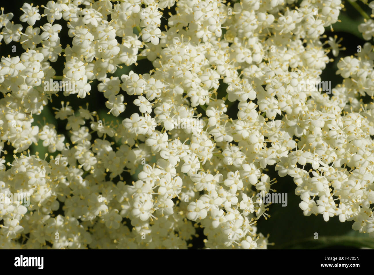 Sambuco nero Foto Stock