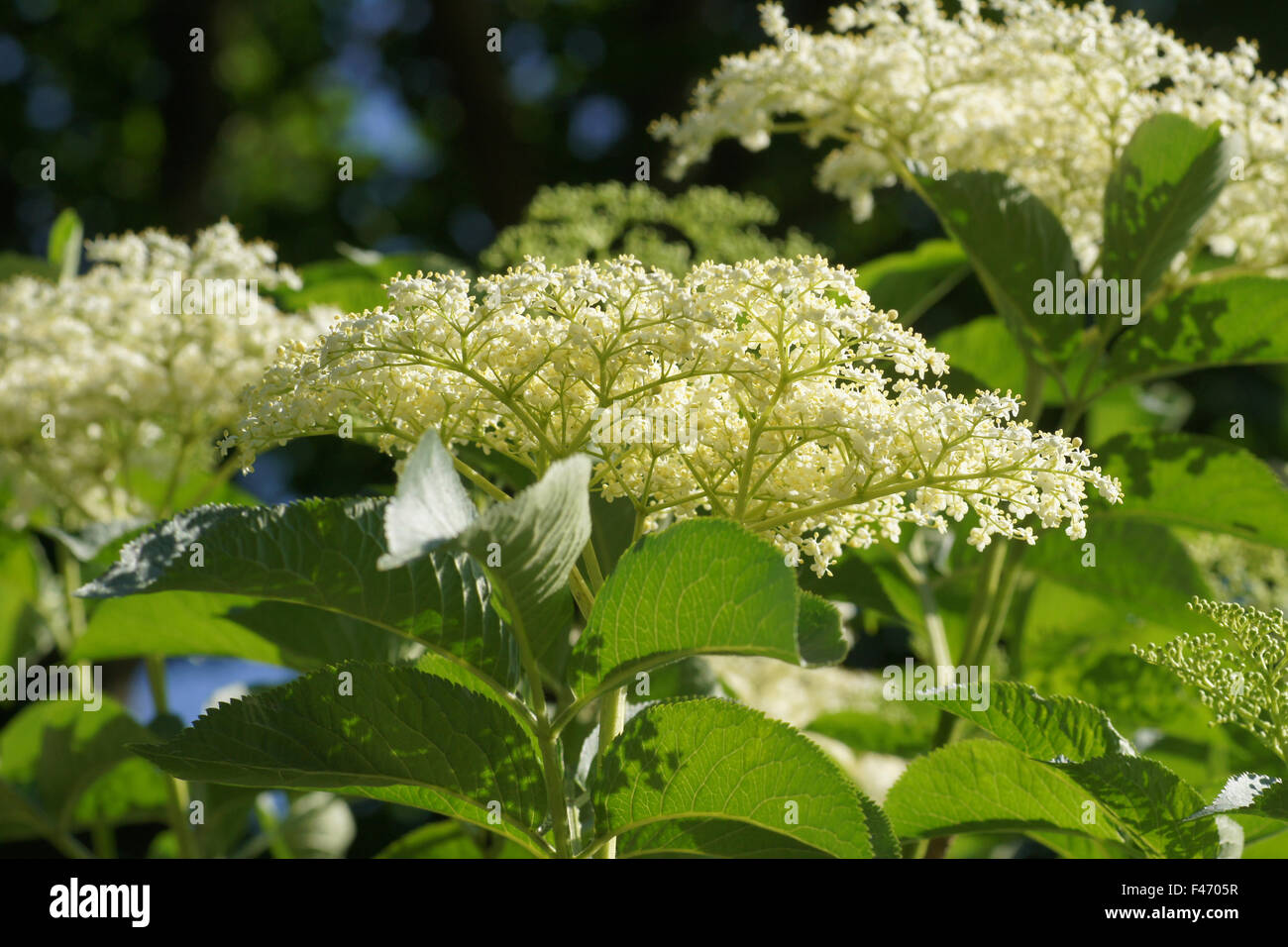Sambuco nero Foto Stock