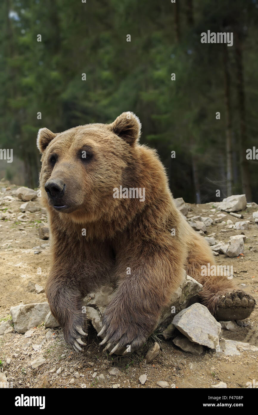 Orso bruno con bocca aperta ritratto Foto Stock