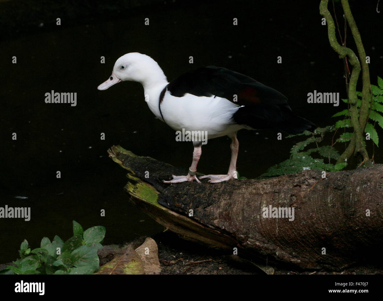 Australasian Radjah Shelduck (Tadorna radjah), a.k.a Raja o nero shelduck sostenuta. Foto Stock