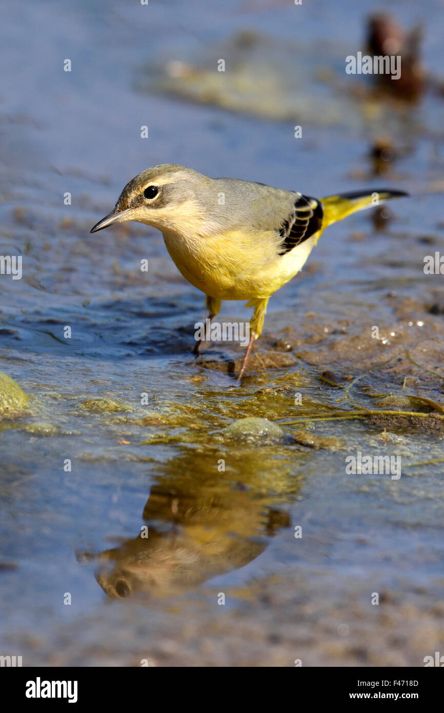 Wagtail grigio (Motacilla cinerea), in piedi in acqua, il cantone di Neuchâtel, Svizzera Foto Stock