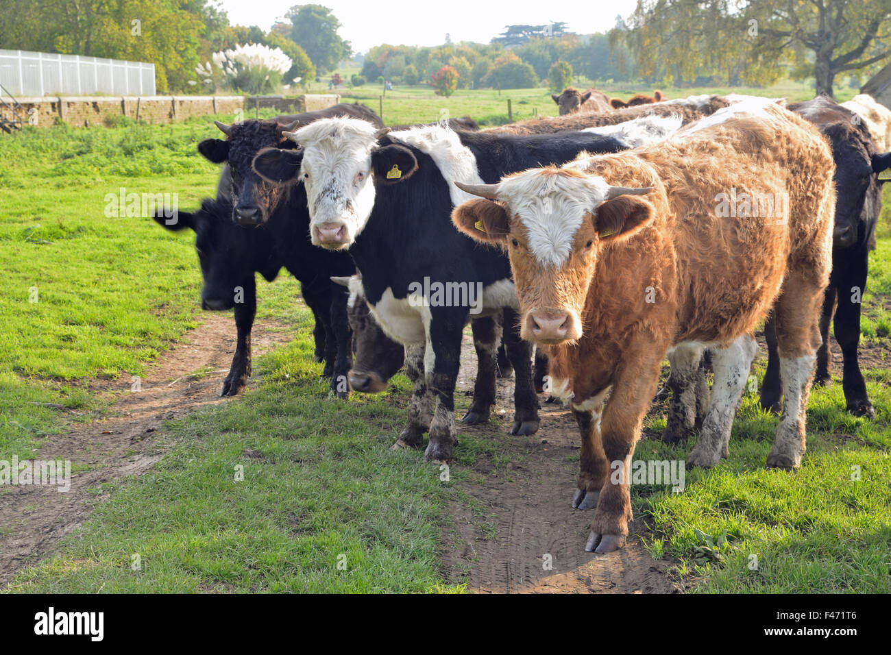 Bovini in campo nel Northamptonshire Regno Unito Foto Stock