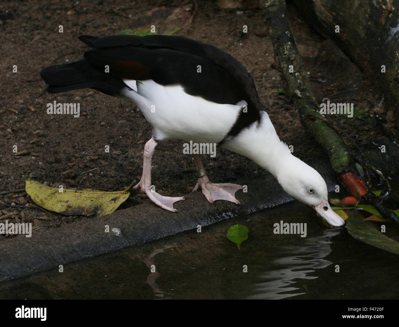 Australasian Radjah Shelduck (Tadorna radjah), a.k.a Raja o nero shelduck sostenuta. Foto Stock