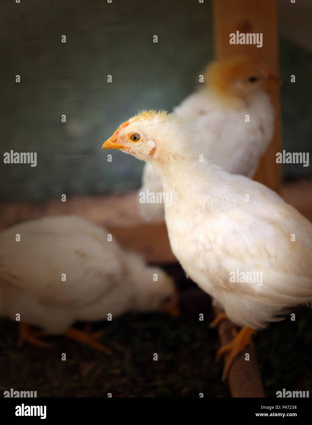 Foto belle soffici polli su una fattoria Foto Stock