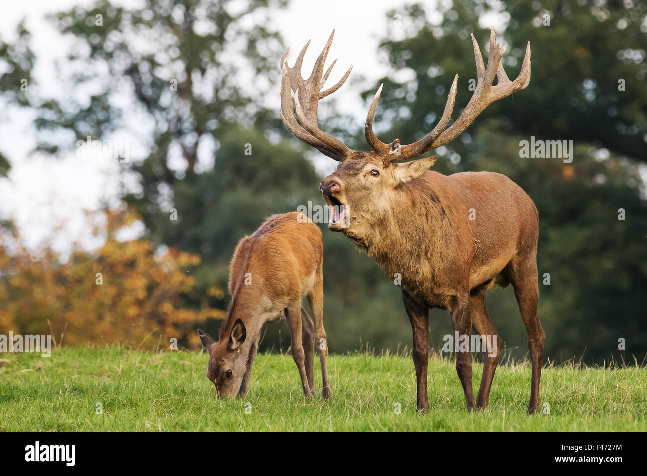 Il cervo (Cervus elaphus) ruggente e cervi al pascolo di vitello, Bassa Sassonia, Germania Foto Stock