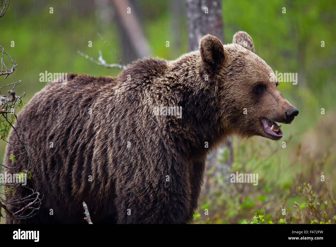 L'orso bruno (Ursus arctos), Kainuu, Carelia, Finlandia Foto Stock