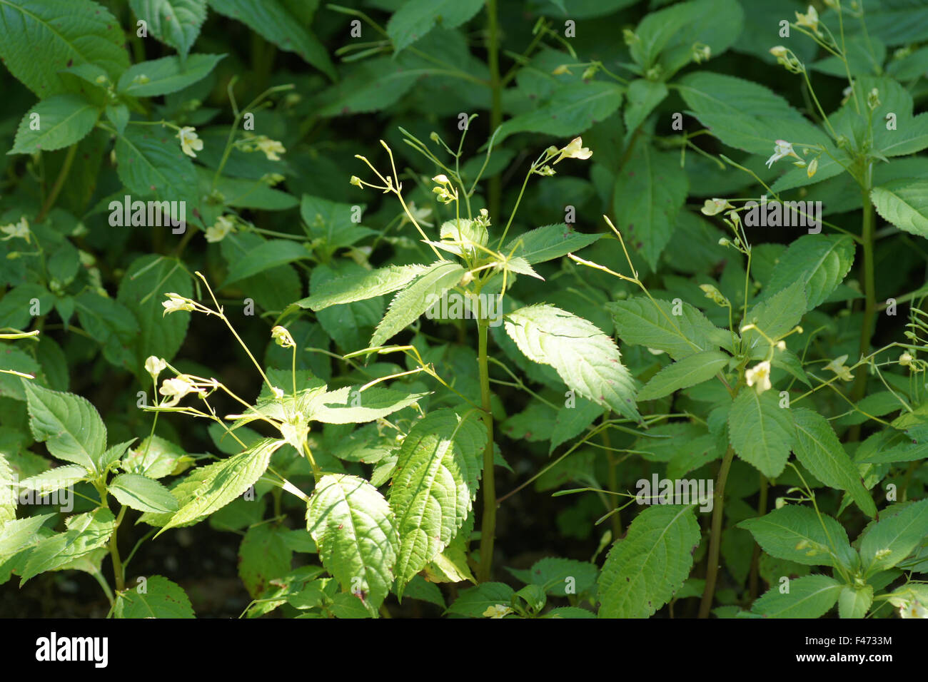 Piccolo Balsamo Foto Stock