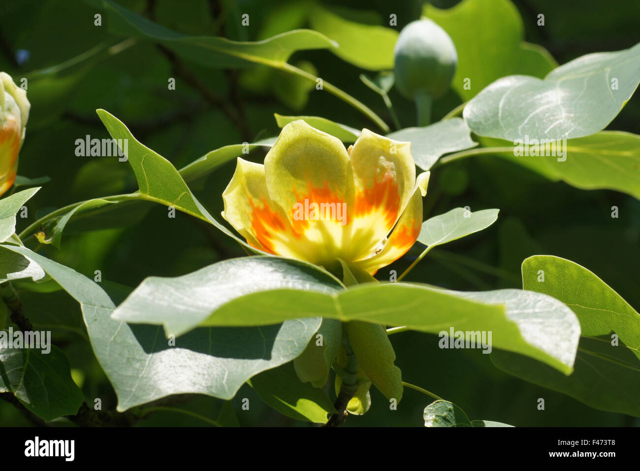Albero del Tulip Foto Stock