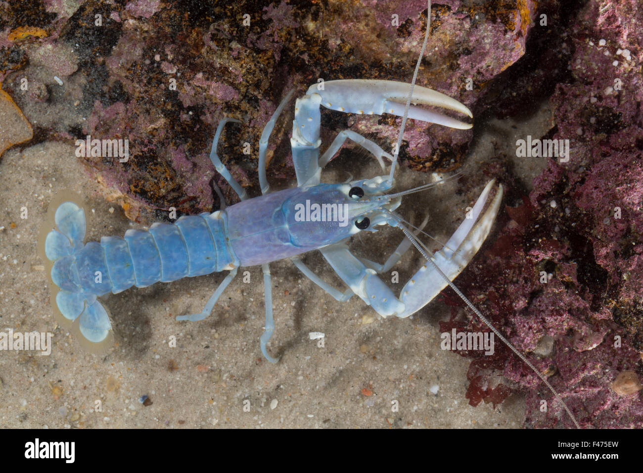 Aragosta comune, europea artigliato aragosta, Maine lobster, Europäischer Hummer, Homarus gammarus, Homarus vulgaris Foto Stock