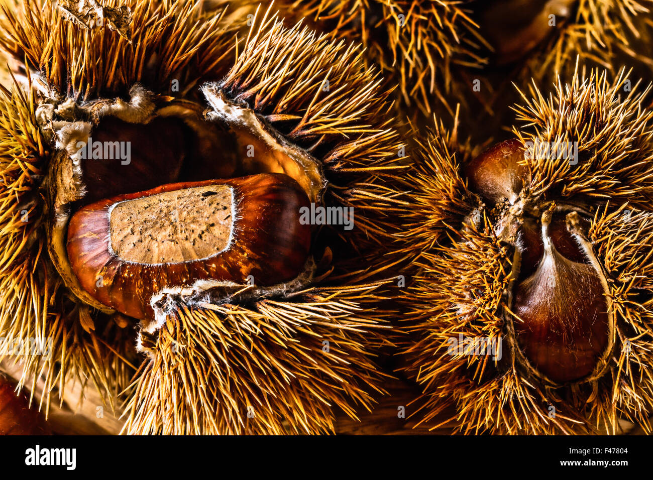 Autunno / caduta cibo crudo: castagne Foto Stock