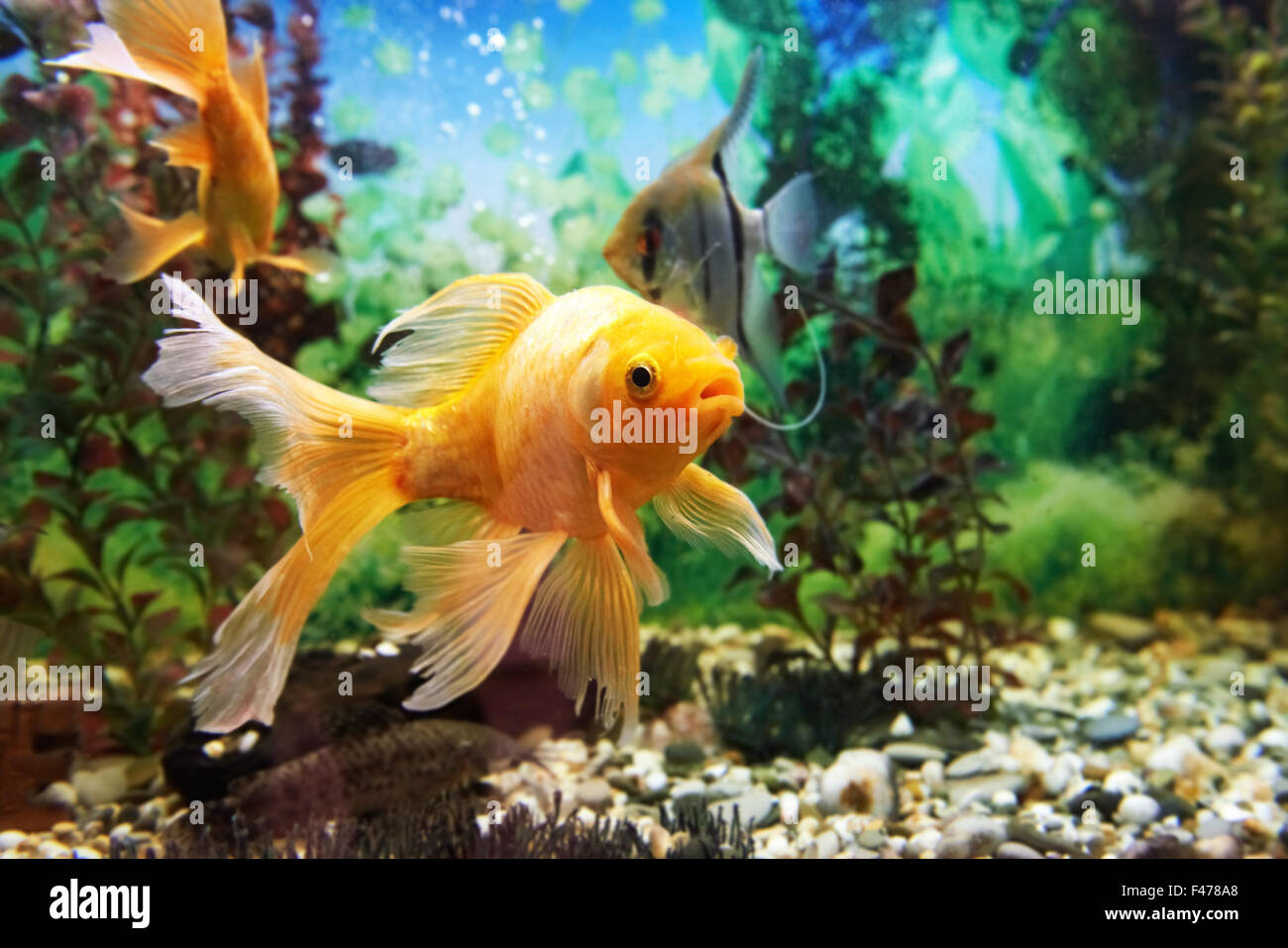 Pesci colorati in acquario Foto Stock