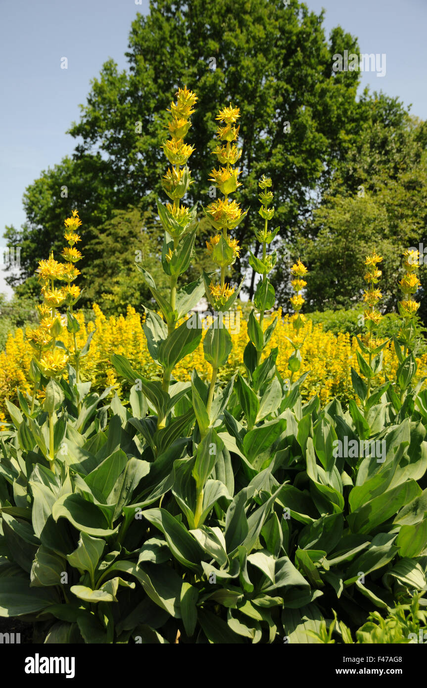 Genziana gialla Foto Stock