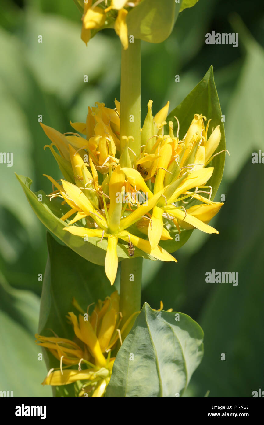 Genziana gialla Foto Stock
