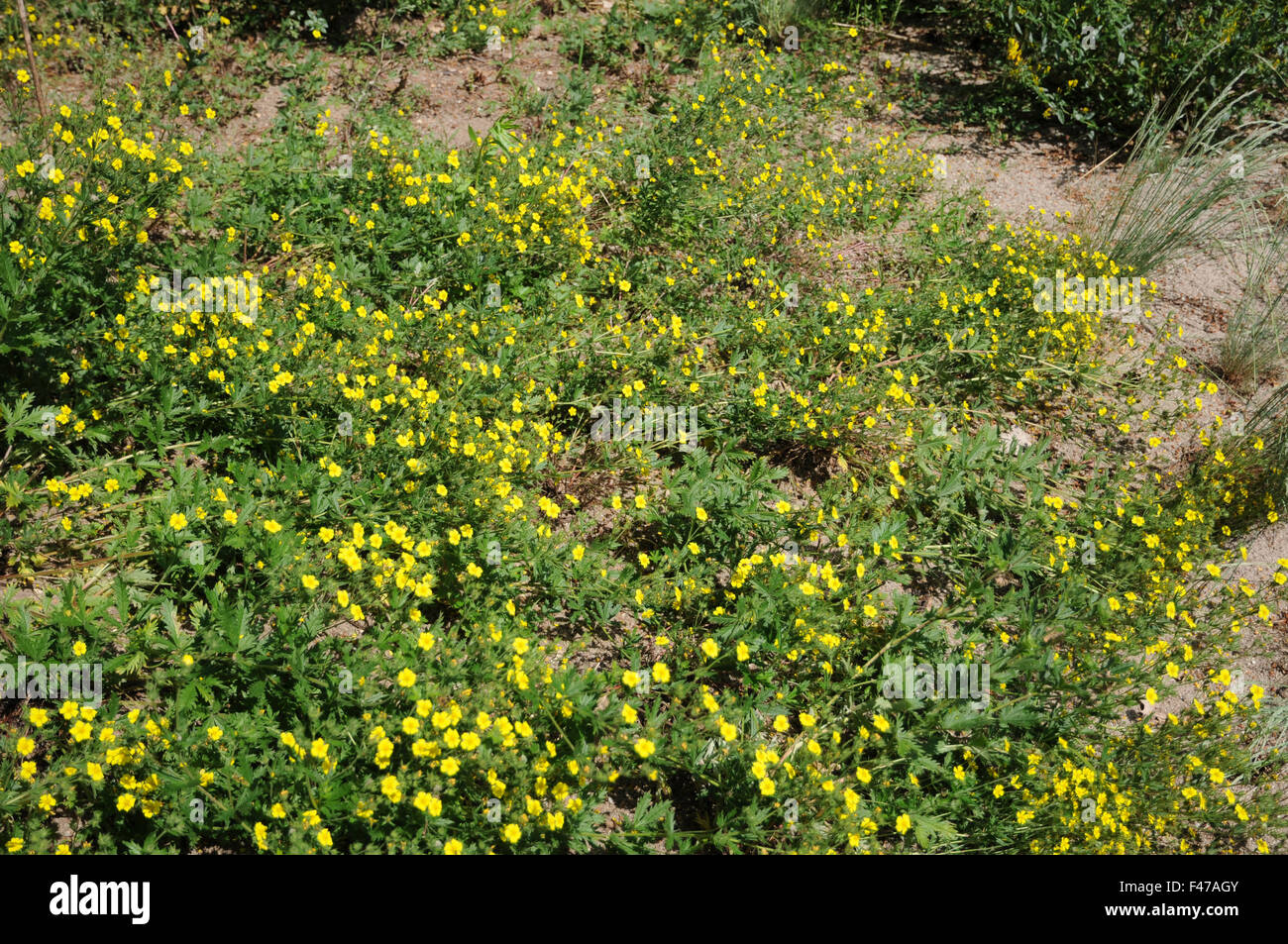 Potentilla cinerea Foto Stock