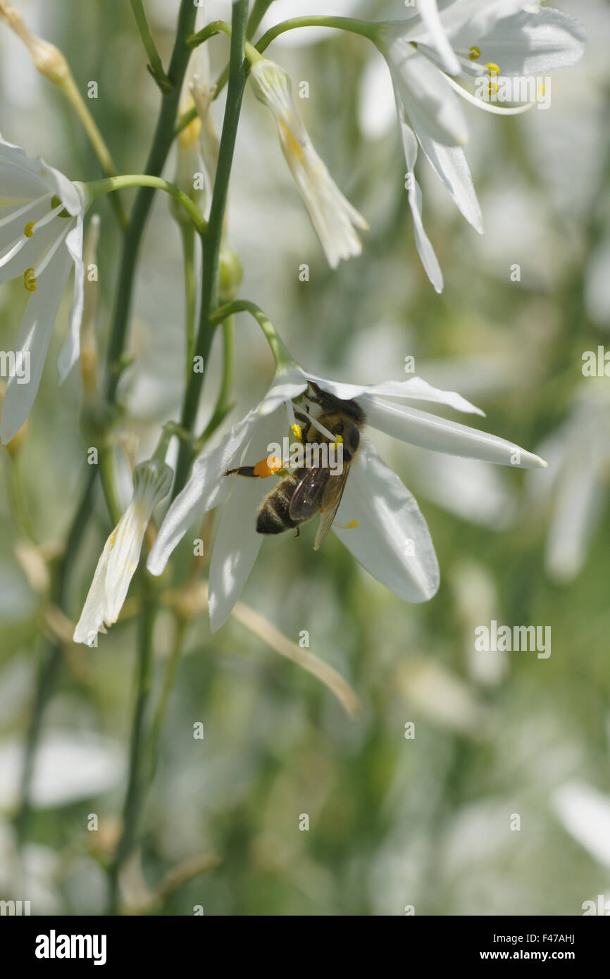 San Bernhards lily Foto Stock