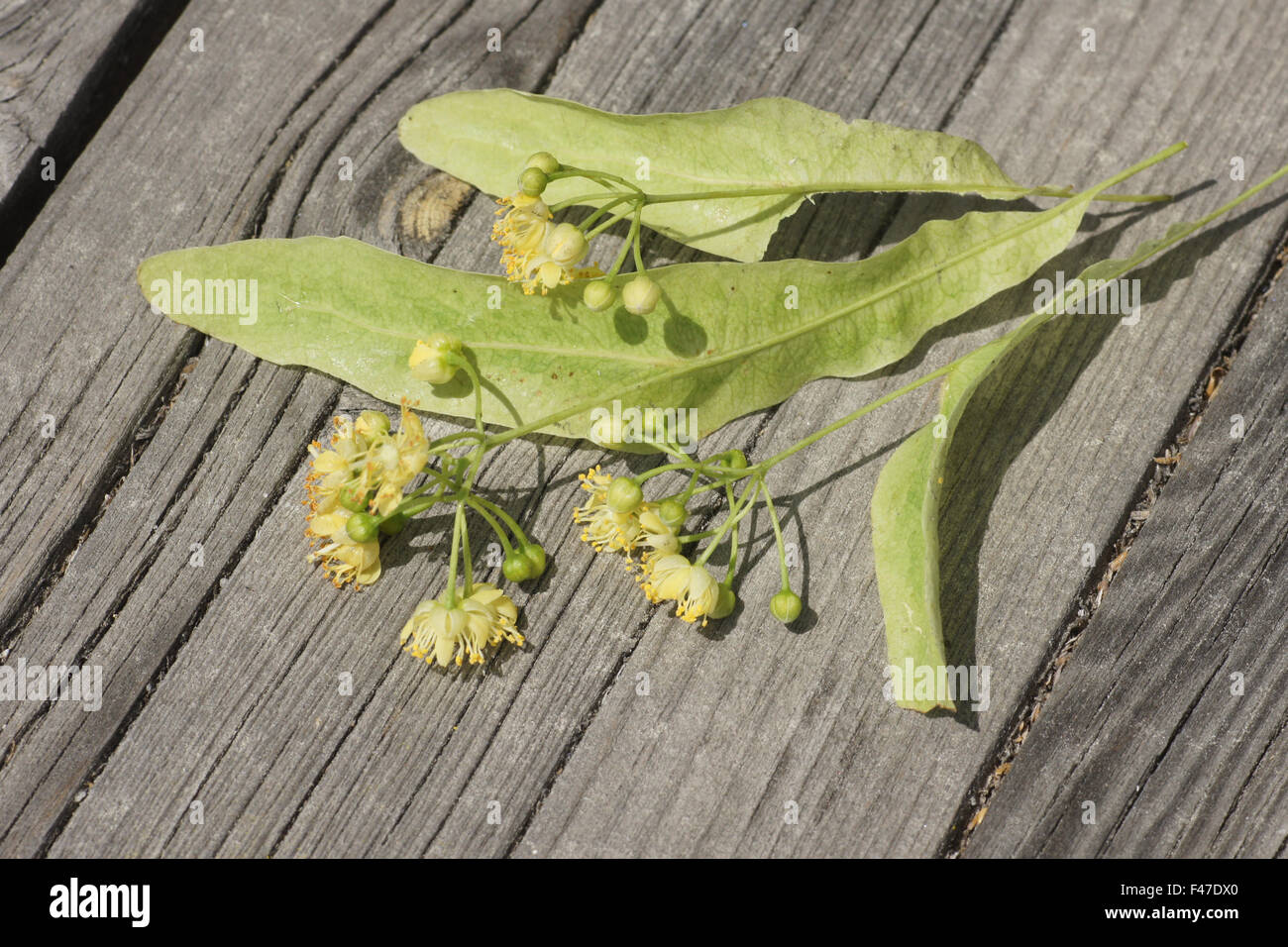 Grandi lasciava in calce Foto Stock