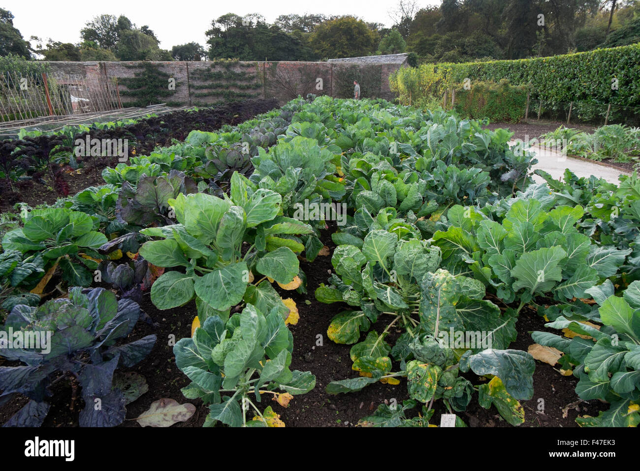 I cavoletti di Bruxelles Cavoli e crescente nel giardino vegetale al Lost Gardens of Heligan, Cornwall, Regno Unito Foto Stock