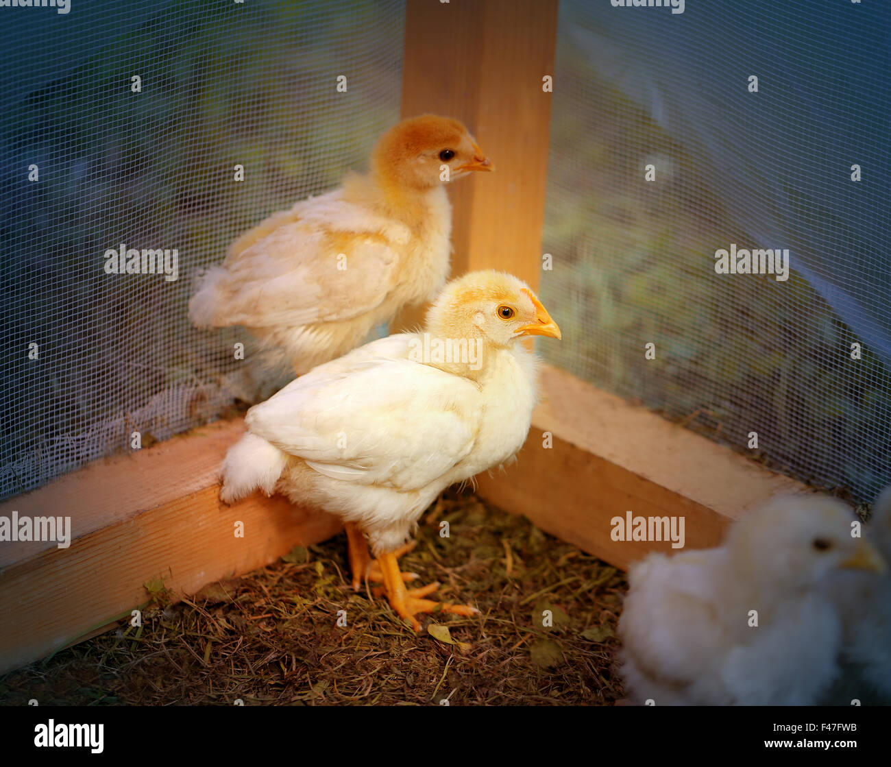 Bel colore giallo di polli in una fattoria fotografato vicino fino Foto Stock
